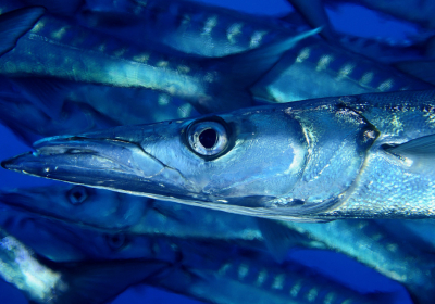 Agenzia/operatore Turistico Diving Center Mister Jump